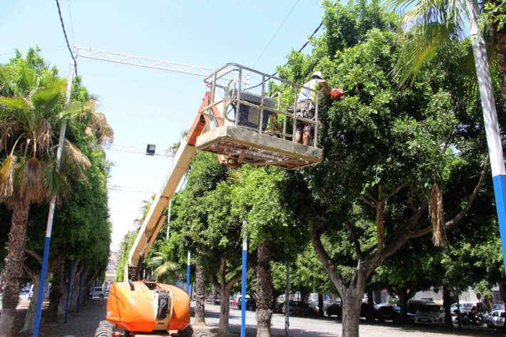 Comienzan los trabajos de adecuaci�n para la Feria de Agosto con el adoquinado y la limpieza de �rboles